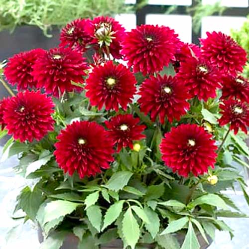 Георгина Фриволоуc Глоу рисунок 1 артикул 70372