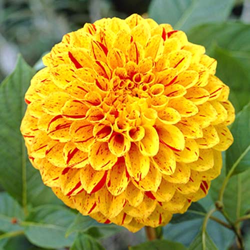 Георгина Фанни Фейс рисунок 1 артикул 70483