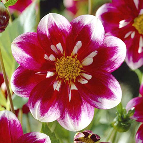 Георгина Импрешн Фабала рисунок 1 артикул 70376