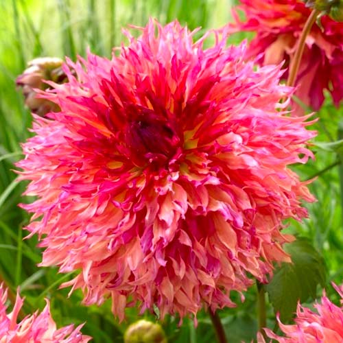 Георгина Миртлз Фолли рисунок 1 артикул 70482