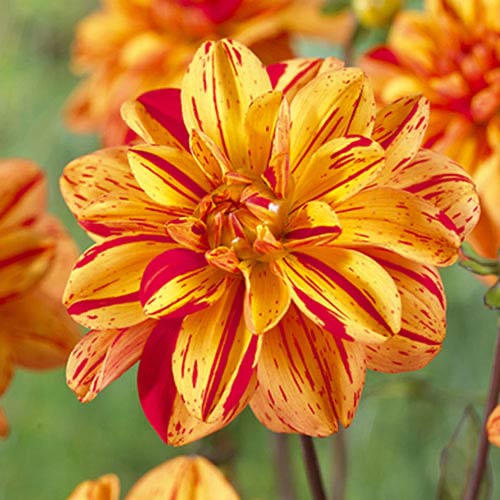 Жоржина Pasolini зображення 1 артикул 70380