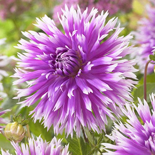 Георгина Тейбл дансер рисунок 1 артикул 70382