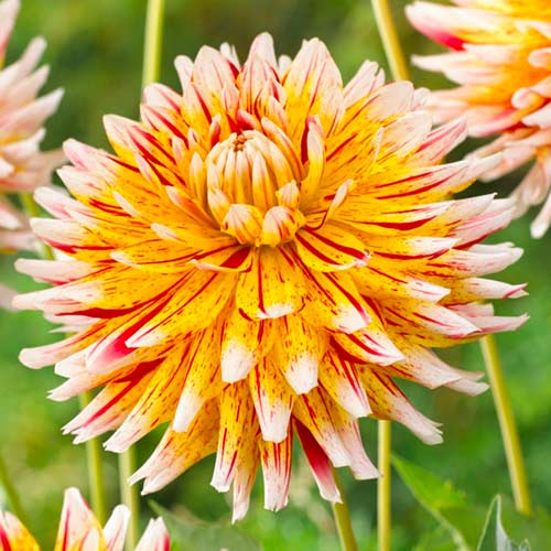 Георгина Вайнсом рисунок 1 артикул 70481