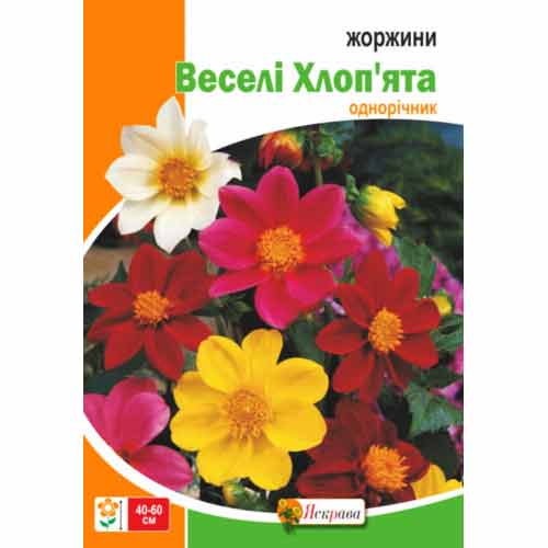Жоржини Веселi Хлоп'ята, суміш забарвлень Яскрава зображення 1 артикул 99779