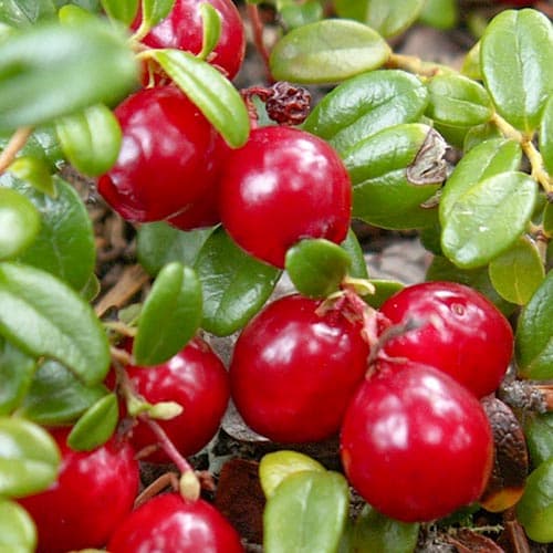 Клюква крупноплодная Ховес рисунок 1 артикул 4699