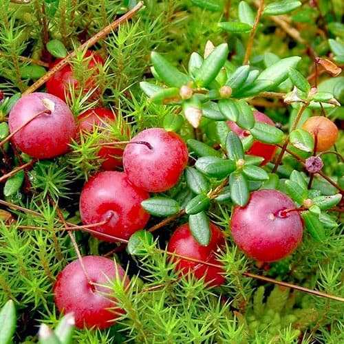 Клюква крупноплодная Мак Фарлин рисунок 1 артикул 4700