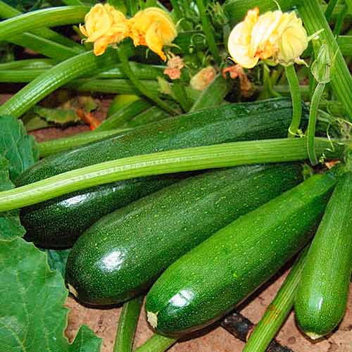 Кабачок Аеронавт, насіння зображення 1 артикул 70005