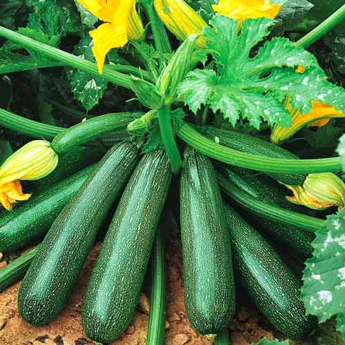 Кабачок Аэронавт Seedera рисунок 1 артикул 72189