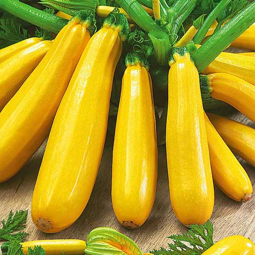 Кабачок Атена F1 Імперія насіння зображення 1 артикул 96201