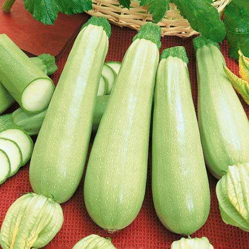 Кабачок Белоплодный Seedera рисунок 1 артикул 72191