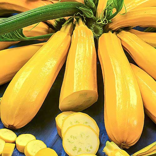 Кабачок цукіні Атена Полька F1, насіння артикул фото 1 Кабачок цукіні Атена Полька F1, насіння зображення 1 артикул 70134