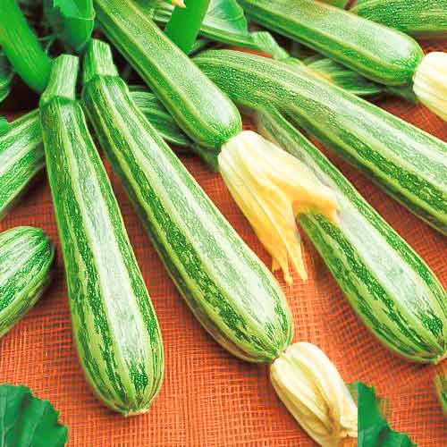 Кабачок Матрос Seedera зображення 1 артикул 66462