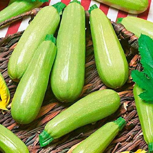 Кабачок Грета F1 Империя семян рисунок 1 артикул 95252