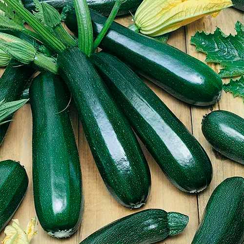 Кабачок Грин Империя семян рисунок 1 артикул 95253