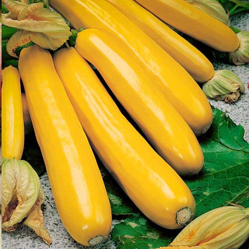 Кабачок Голдкреш F1, семена рисунок 1 артикул 65475