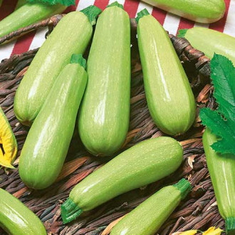 Кабачок кущовий Італійський смугастий зображення 1 артикул 72198