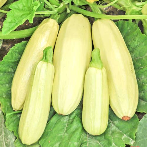 Кабачок Кустовой Seedera рисунок 1 артикул 65536