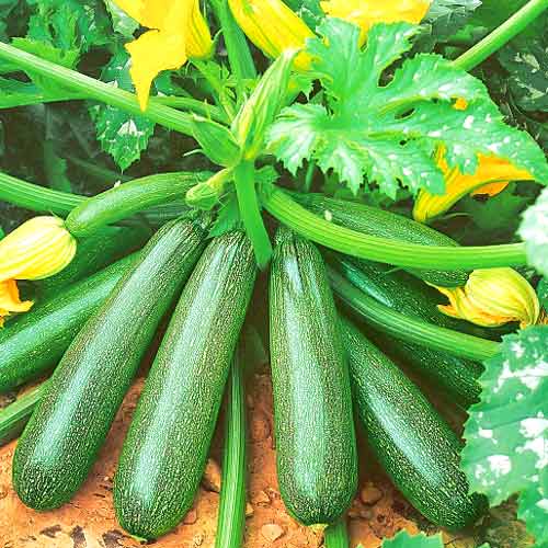 Кабачок Скворушка, семена рисунок 1 артикул 70009