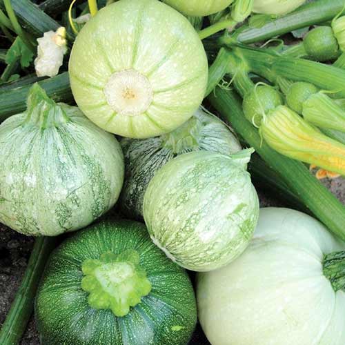 Кабачок цукіні Колобок F1, насіння зображення 1 артикул 65332
