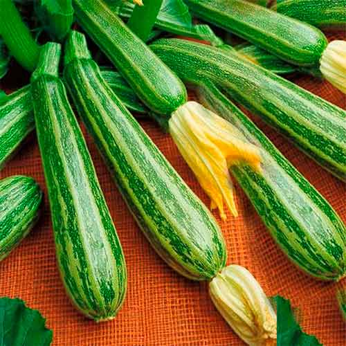 Кабачок Зебра, семена рисунок 1 артикул 70007