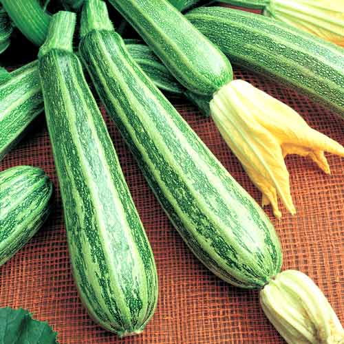 Семена кабачков Зебра Seedera рисунок 1 артикул 65534