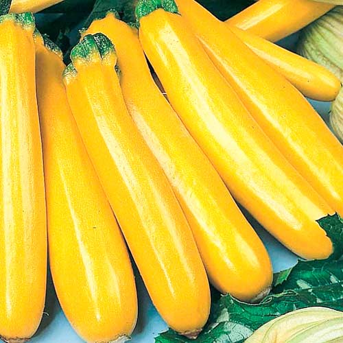 Кабачок цукини Золотинка, семена рисунок 1 артикул 65538