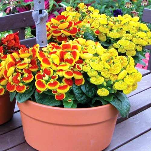 Кальцеолярія Чарівниця F2, суміш забарвлень артикул фото 1 Кальцеолярія Чарівниця F2, суміш забарвлень зображення 1 артикул 66212