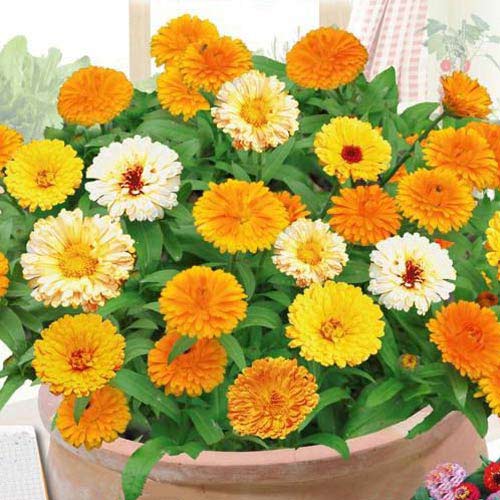 Календула лекарственная, смесь окрасок Профессиональные семена рисунок 1 артикул 72362