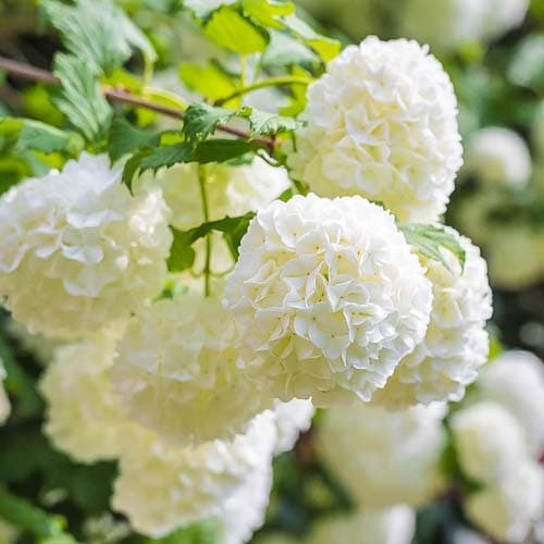 Калина Roseum зображення 1 артикул 9048