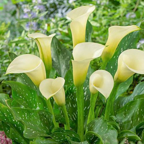 Калла Елеганза зображення 1 артикул 76601