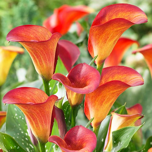 Калла Фаєр Денсер зображення 1 артикул 76600