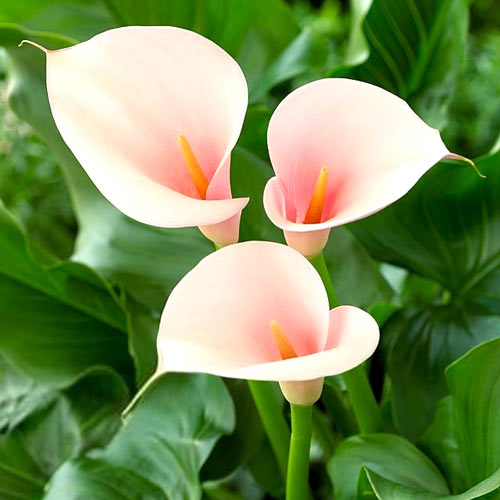 Кала Фламінго зображення 1 артикул 67112