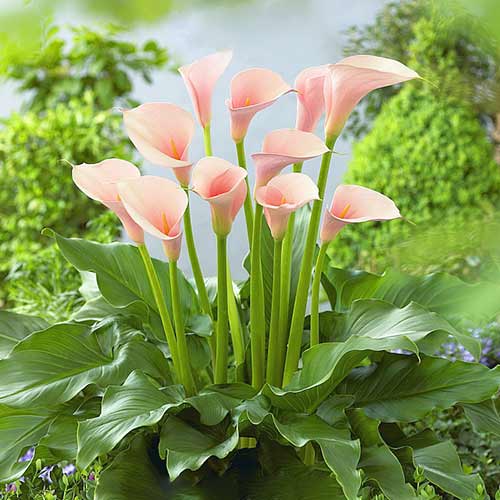 Кала Фламінго зображення 2 артикул 67112