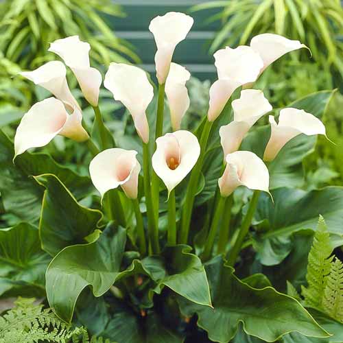 Кала Кристал Б'юті артикул фото 1 Кала Кристал Б'юті зображення 1 артикул 68302