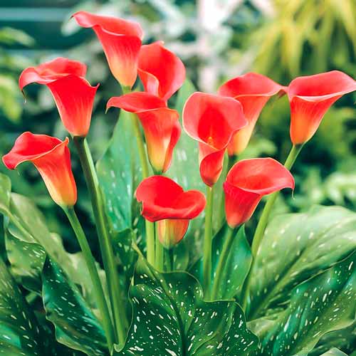 Калла Маджестик Ред рисунок 1 артикул 68303