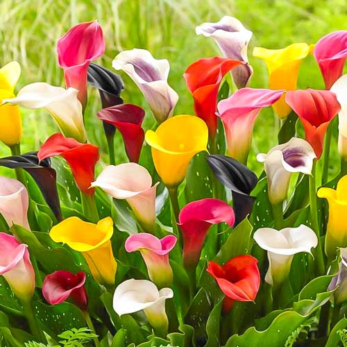 Калла, мікс зображення 1 артикул 76396