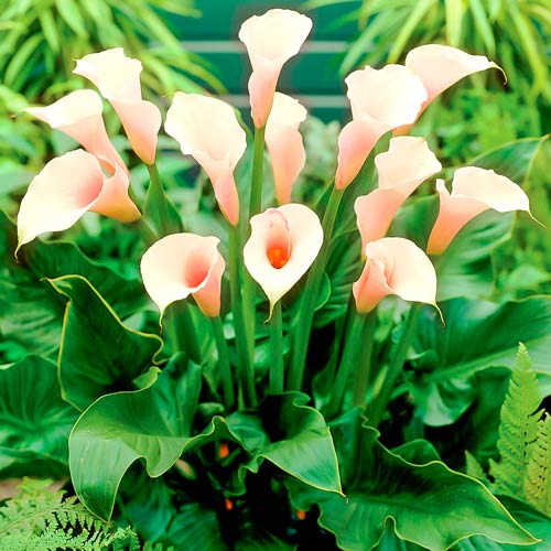 Калла Парфайт, луковицы рисунок 1 артикул 76195