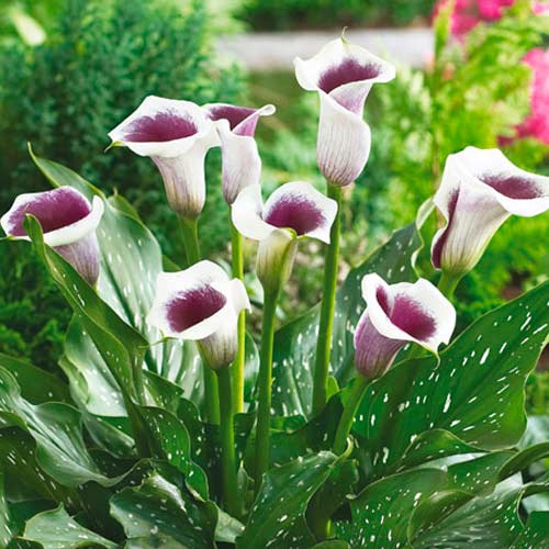 Калла Пикассо рисунок 1 артикул 70362