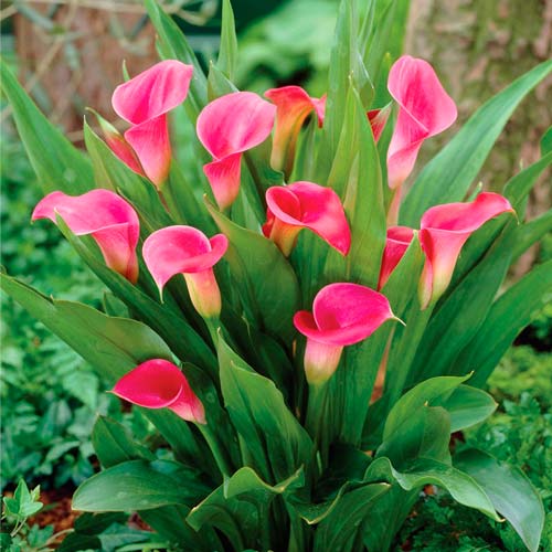 Калла Пинк рисунок 1 артикул 76397