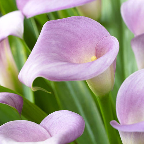 Калла Рубі Лайт Пінк Айс зображення 1 артикул 76598