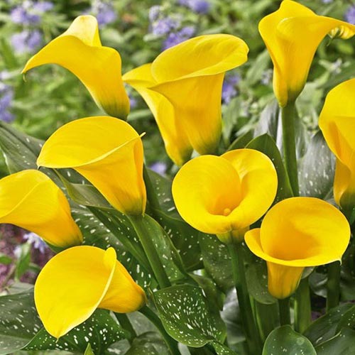 Калла Саншайн, цибулини зображення 1 артикул 76599