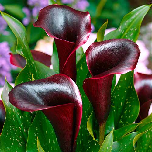 Калла Шварцвальдер  артикул фото 1 Калла Шварцвальдер  рисунок 1 артикул 68305