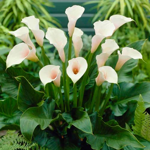 Калла Вайт, цибулини зображення 1 артикул 76399