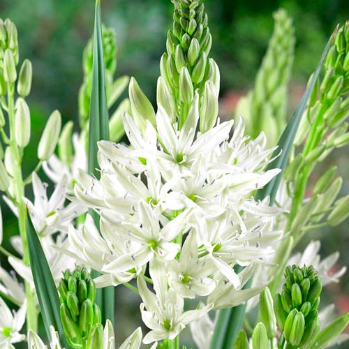 Камассия Семиплена рисунок 1 артикул 67608