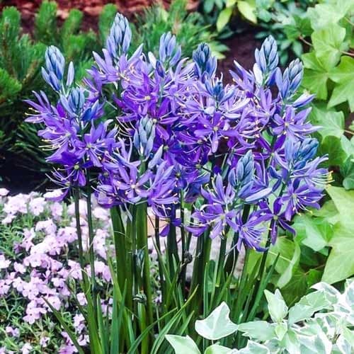 Камассия Квамаш рисунок 1 артикул 67610