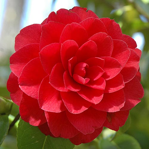 Камелия японская Ред рисунок 1 артикул 76649