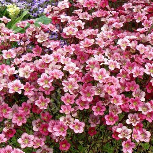 Ломикамінь Арендса Піксі Роуз зображення 1 артикул 01345