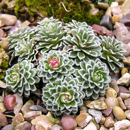 Камнеломка Бобо рисунок 1 артикул 68674