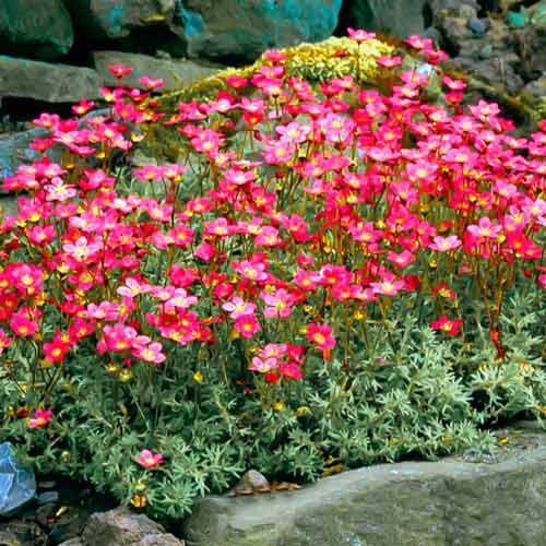 Камнеломка Дабл Рот рисунок 1 артикул 68678