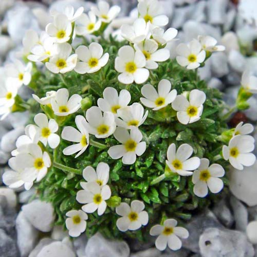 Камнеломка Голден Фоллс Вит рисунок 1 артикул 68677